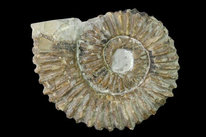 Aegocrioceras Ammonite - Germany #139137